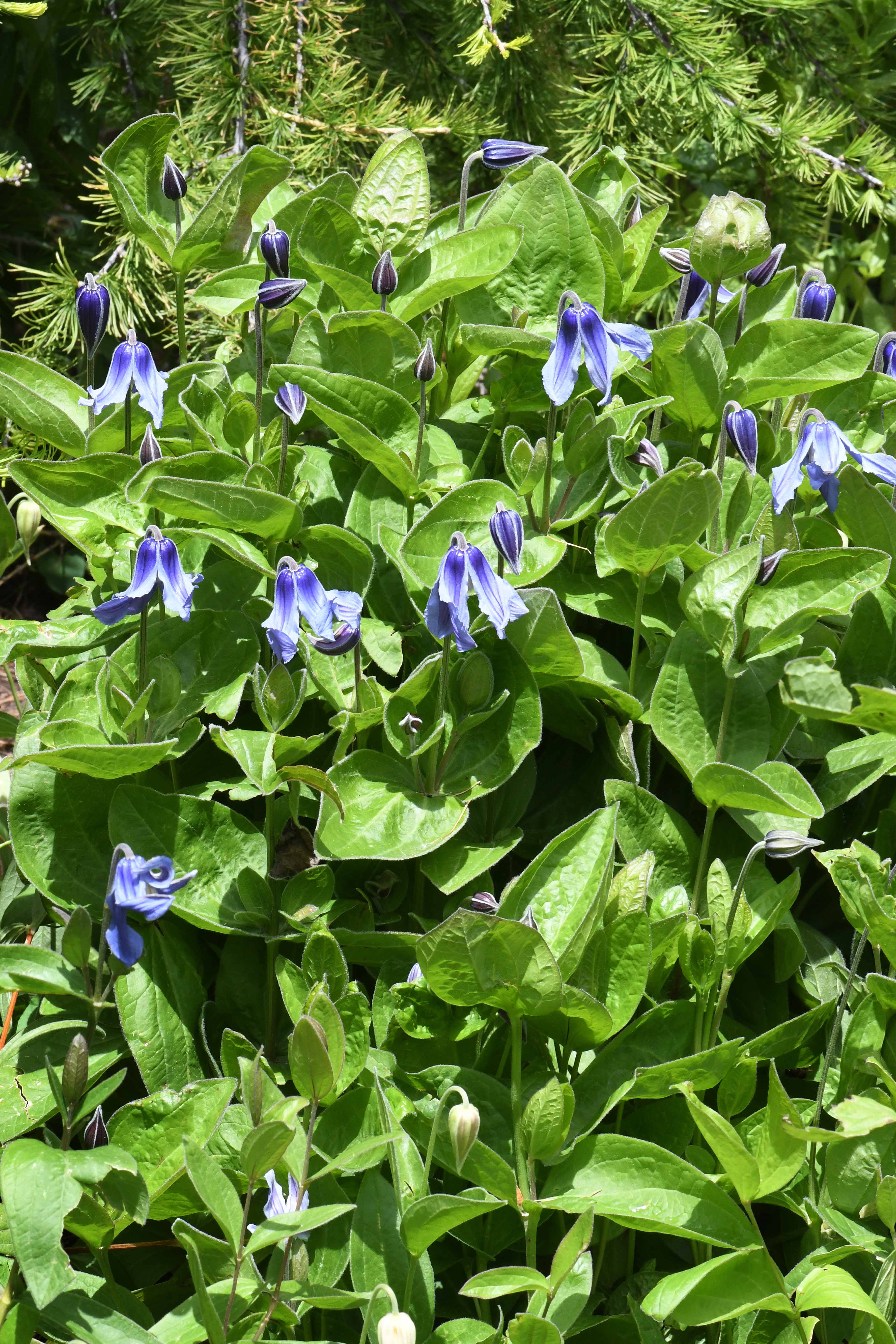 Mongolian Bells Clematis